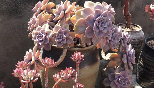 老桩|3款多肉现在养一盆正当时,号称“耐晒小可爱”,长成群生小老桩