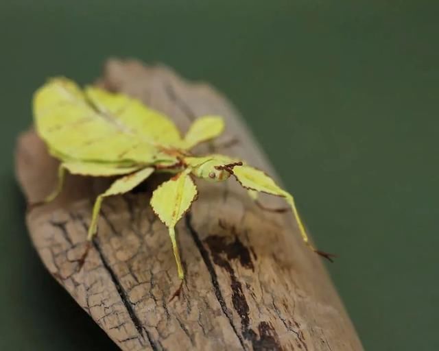 差点吓一跳,用纸做出来的昆虫,比真的还逼真