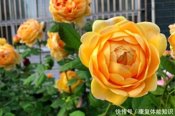 黄金|此花一年开花300天，花朵会散发酒香味，院里养2棵3年爬满墙！