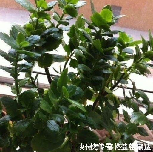 想要长寿|想要长寿多开花,盆里10天扔个“它”,花苞蹭蹭窜,不管也爆盆