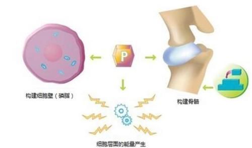 骨骼|黑豆易引发骨质疏松？医生提醒：2绿1白“偷钙”食物，尽量少吃