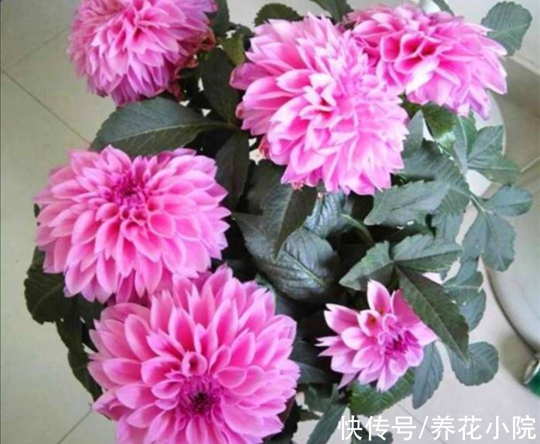 植株|院子里养1种花，开花硕大美艳，花期又长