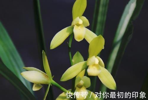 兰花|最爱开花的兰花，花色纯洁，香味浓郁，四季不落花，文人雅士最爱