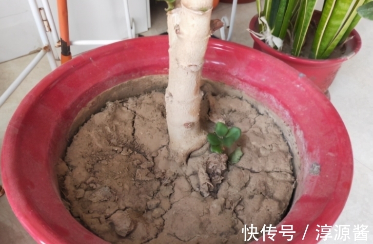 花卉|花土中长“白霜”,是因为这3方面出问题,请快速“对症解决”