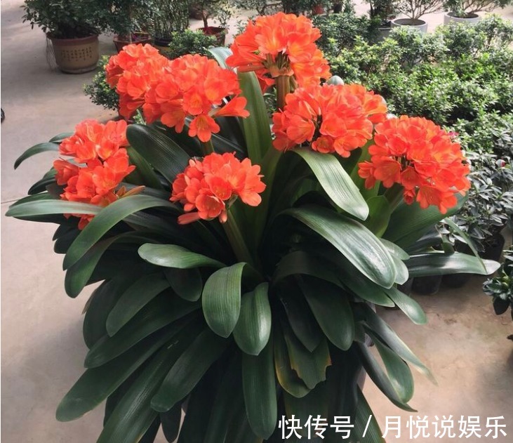 淘米水|君子兰不开花淘米水兑点“黄水水”，花箭冒出来，1次开出10朵
