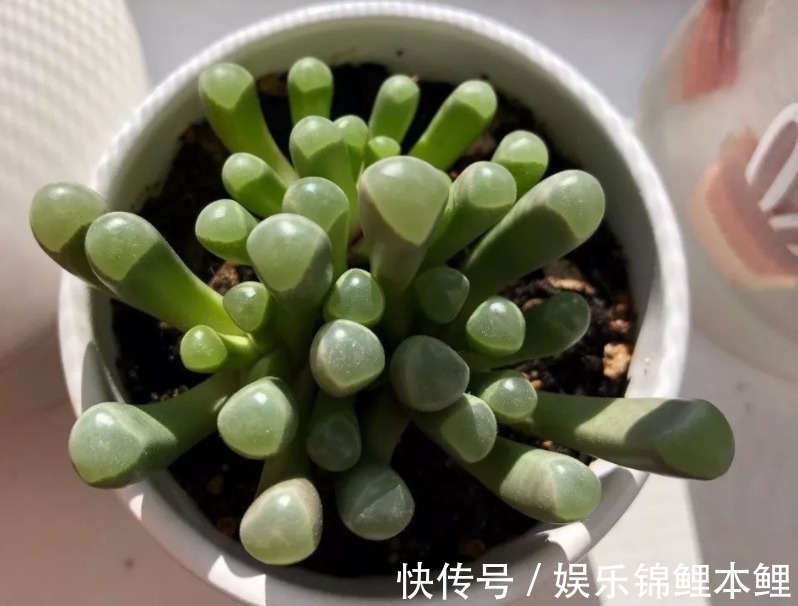 技巧|新人挑盆栽没经验，难免会入坑，趁早学会这6个技巧不踩雷