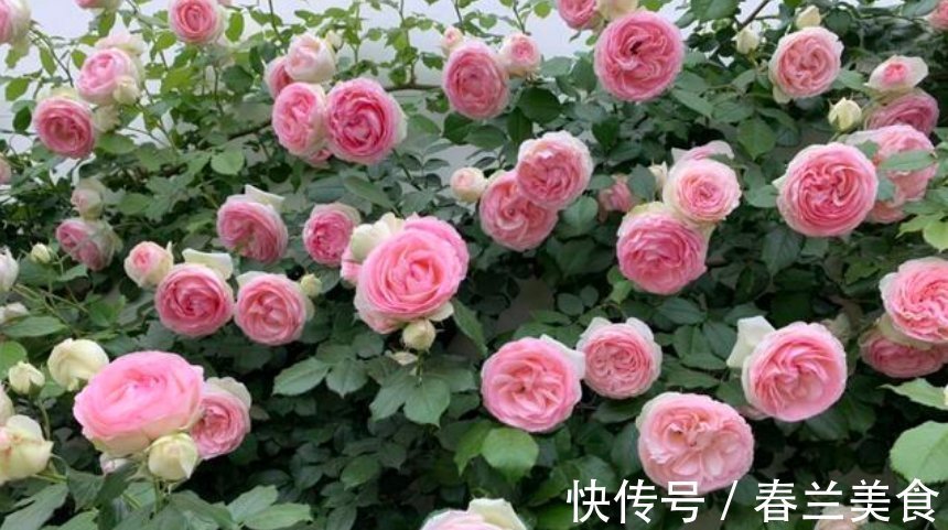 3种花，都是开花小能手，养在家里繁花似锦，清新脱俗，懒人最爱