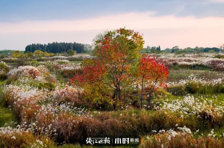 候鸟|吃茭白看芦花拍候鸟，余杭北湖的这个防汛泄洪区成了聚宝盆