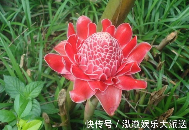 生命力|此花似“火炬”， 花瓣光滑如“打蜡”，生命力顽强，好养易活
