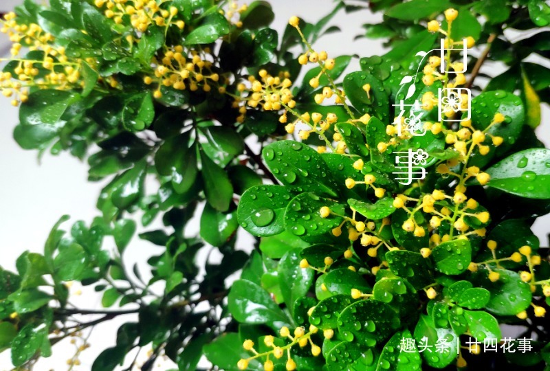 浇水|9种花，12月要“控水、断肥”，不注意烂根黄叶，活不到开春