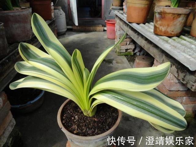 君子兰的“叶片”，别随便剪，否则一年都不会有花开，长不旺