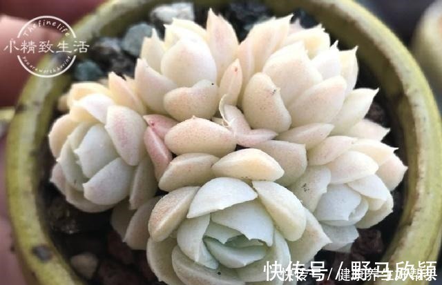 板结|多肉植物遇到这8种情况,需要翻盆换土,最后一种考验养功!