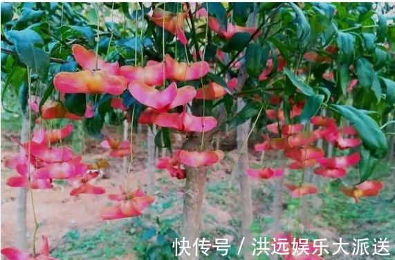 金线|传说中的“摇钱树”原来长这样,花型好奇特,我都想养1棵在家里