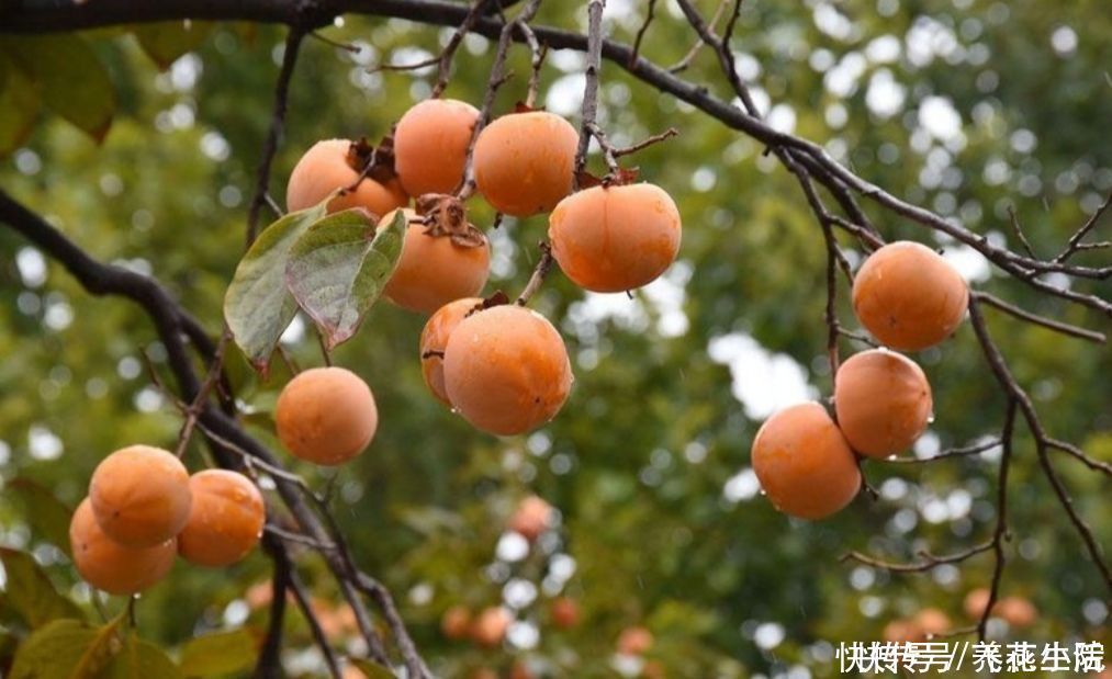 罗汉松|家中有院子,就栽6种吉祥树,寓意好,观赏性强