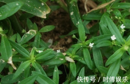 野草|三天挖不到一斤,每斤卖800元,见到别错过,因为它很稀罕!