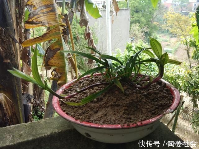 花花|土里加点酸酸水，盆土软得像发糕，养花透气不烂根