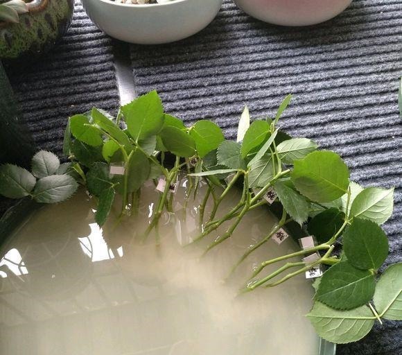 扦插最佳时期到了,有这花赶紧插,沾土就能活!