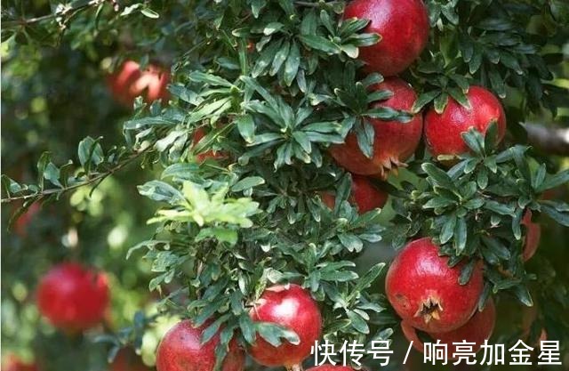 院子里有空地种上这“三种树”,不仅美化环境,寓意美好旺家!