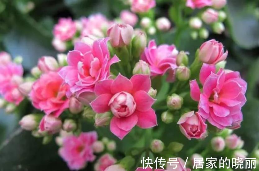 花芽|9月以后，养长寿花少做一件事，才能快速分化花芽，开出满盆花