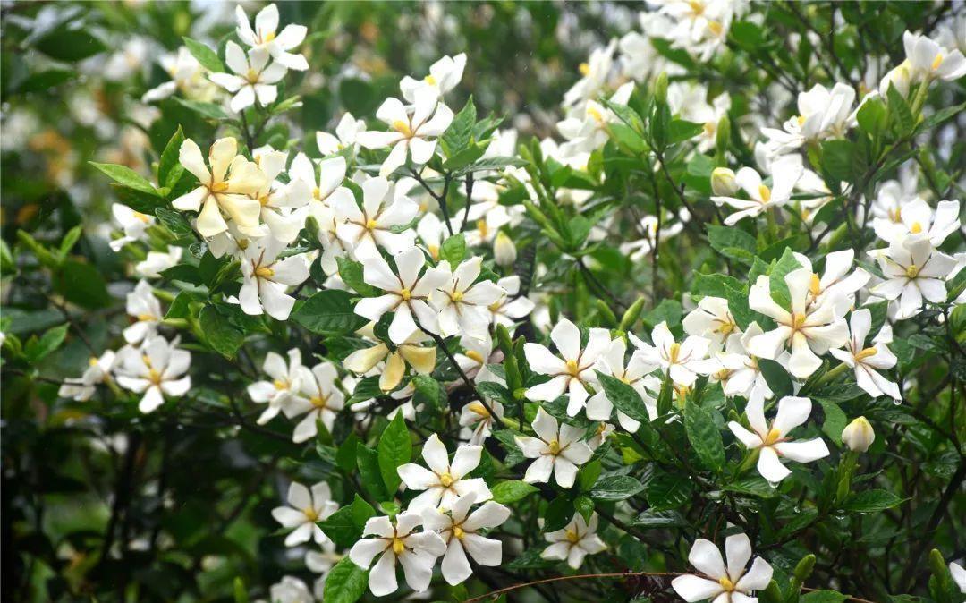 下雨天,这些花快扔出去,淋一淋,呼呼冒新芽,花开一大盆
