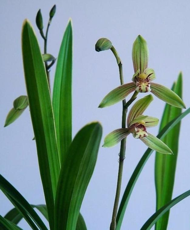 兰花遭遇肥害,新手不要怕,只需动个“小手术”,救治很简单