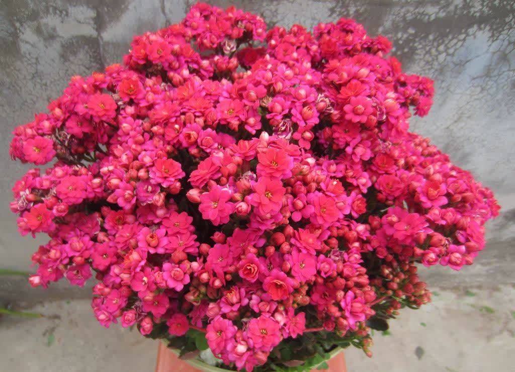 好养的长寿花,开花需要满足哪些条件,想知道吗?