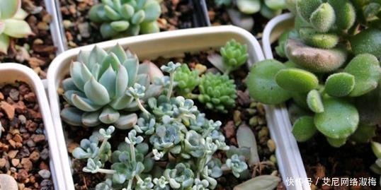 6种长不大的多肉,阳台摆上几盆,小小的、萌萌的,美成一首诗!