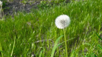 代茶饮|懂得使用蒲公英的人，能收获这5大好处，看看你用对了没