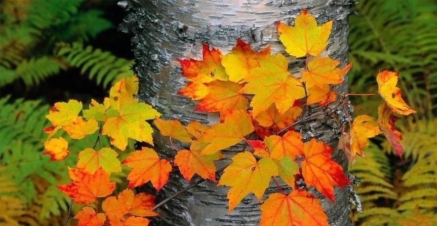 静夜思#一念秋风起,一念花辞树。四首古诗,愿你轻拥岁月,笑对流年