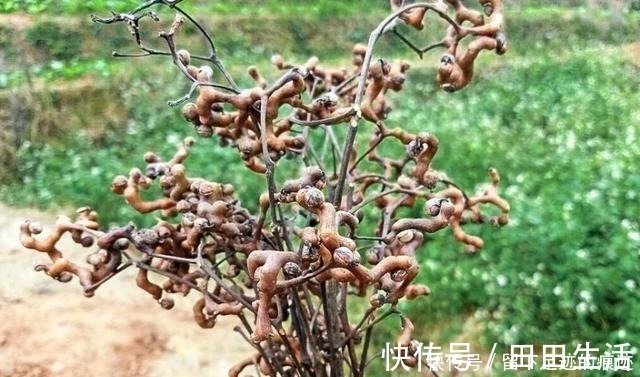鸡爪梨|李时珍说它“去膈上热,润五脏”,长在路边无人识,可惜了