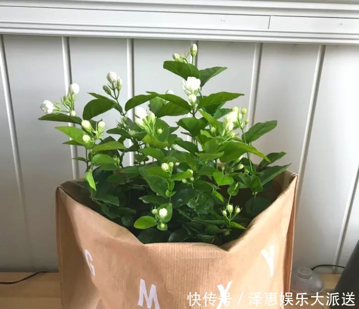 茉莉|王阿姨这么养茉莉花，花更美，味更香，邻居纷纷来取经！