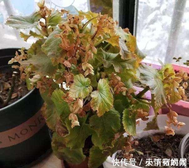 这6种漂亮花，天一热就死，夏天别再买，白花钱养不活