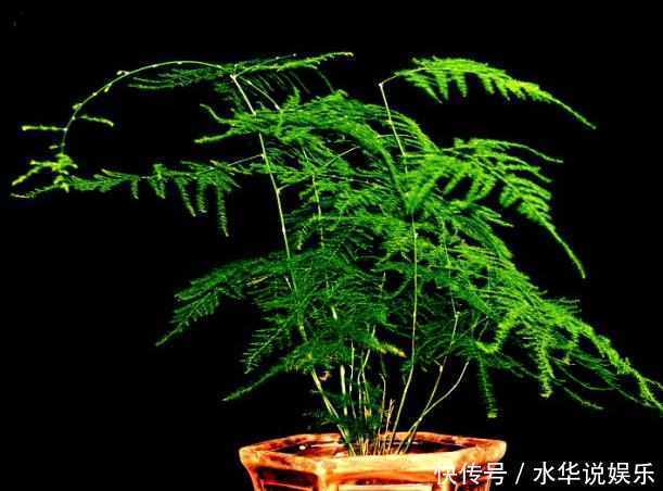 文竹绿油油|新手文竹叶子发黄简单掌握如下4点,让你的文竹绿油油