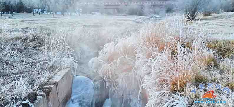 时节|肃南：大雪时节现雾凇冰花美景