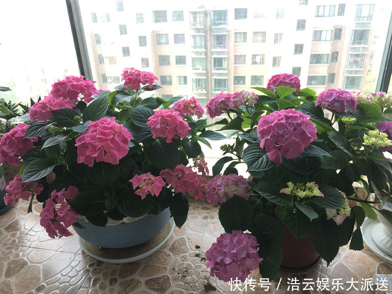 盆栽|花期最长的绣球花,春天开到秋天,好看又好养,阳台盆栽也可以