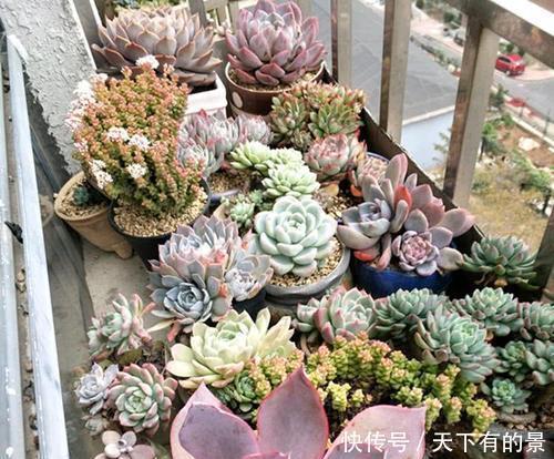 回家|刚带回家的多肉,做好3件事,越长越肥美,轻松长满盆!