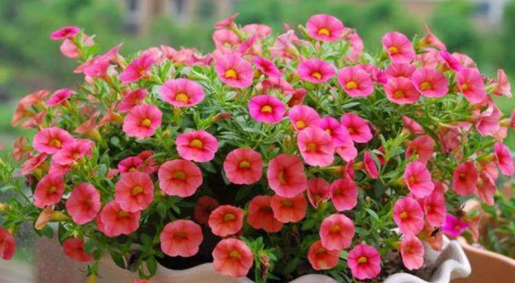 夏天家里养此款花,花期长花量大,花大色艳很漂亮,谁养谁爱