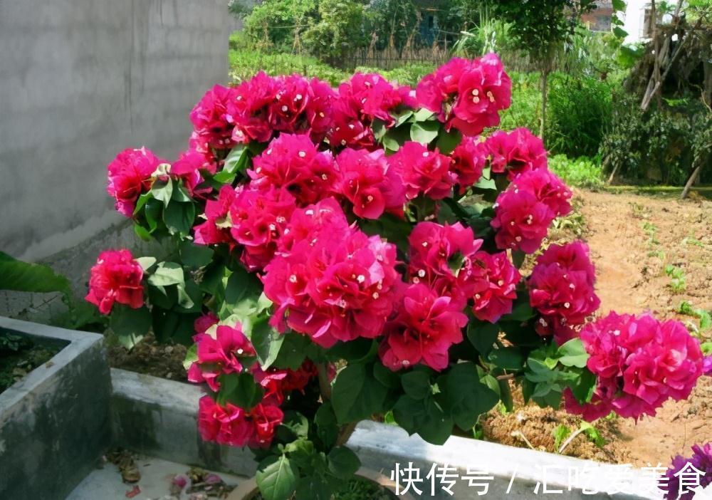 常常被低估的四种花,花期长达小半年,养一盆抵过10盆