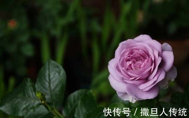 中国十大名花，谁排名第一？