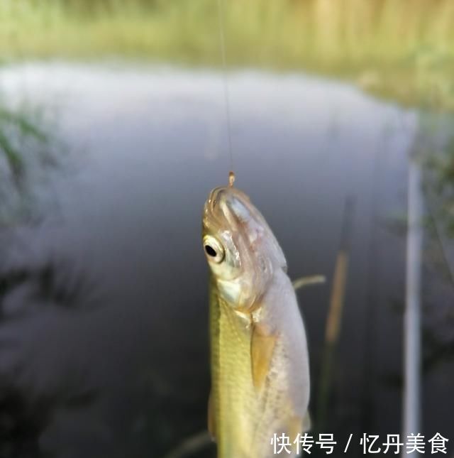 大鱼|高温天,钓大鱼先克服这些“难题”,不是我吹,渔获瞬间猛增几倍