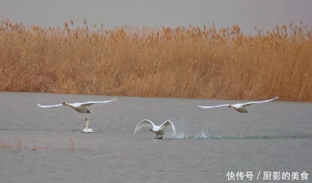 乌梁素海，欢迎疣鼻天鹅回家！