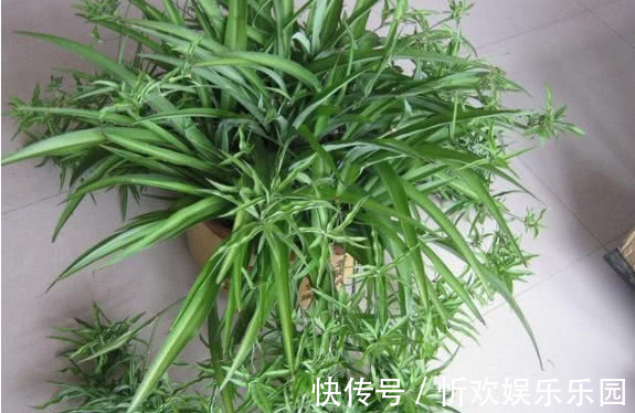 吊兰长的慢还瘦做好关键几点,叶子又肥又绿蹭蹭长,爆成绿瀑布