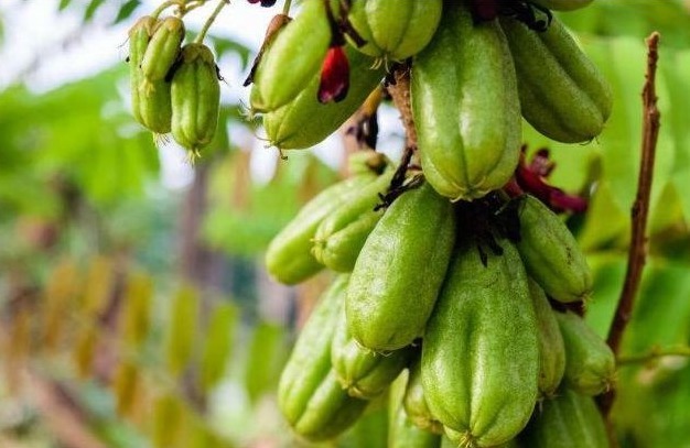 止咳化痰|立秋后,每晚当零食吃2个,止咳化痰,利咽喉,降血压,早吃早好