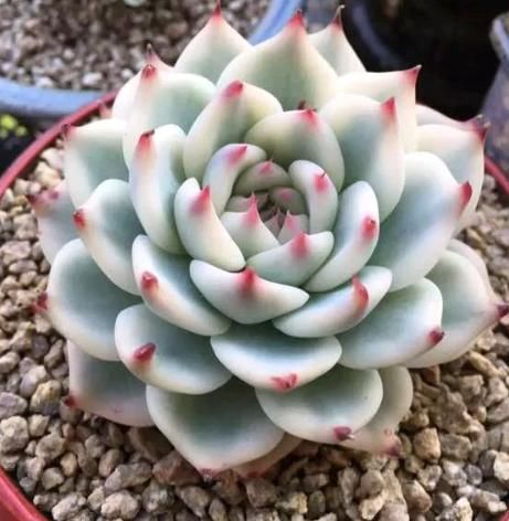 想养多肉但怕养不好？那就选择“它们”，不仅可爱极了，还超好养