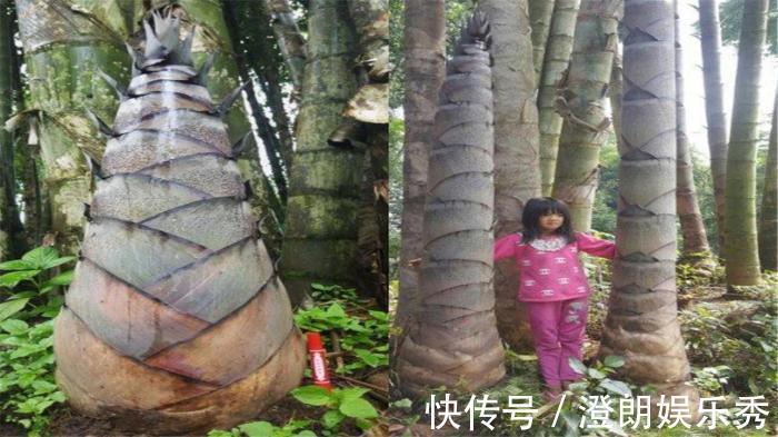 竹子|世界最大竹子,砍断能当水桶,竹笋和成年人一样大,就在中国