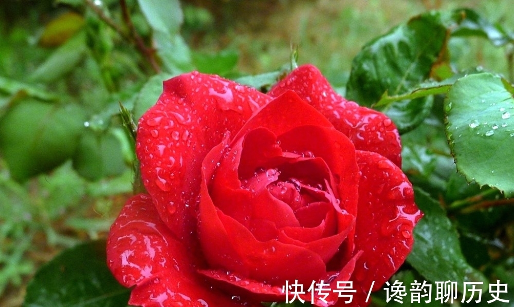 农村一种植物，酷似“玫瑰”，可盆栽可地栽，一年四季繁花似锦