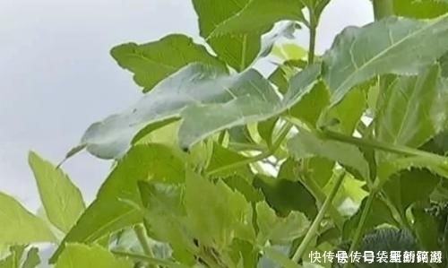 农村|农村一种野草,人称“解百毒”,一斤能卖到240