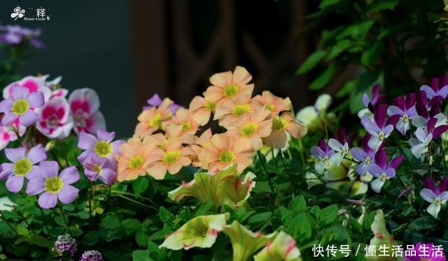 阳台最值得养的一种花,花期半年花朵艳丽,几乎每个人都种过!