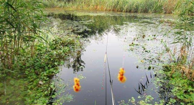 钓鱼中的“独家秘方”,只有民间野钓高手才懂,上鱼多是有原因的