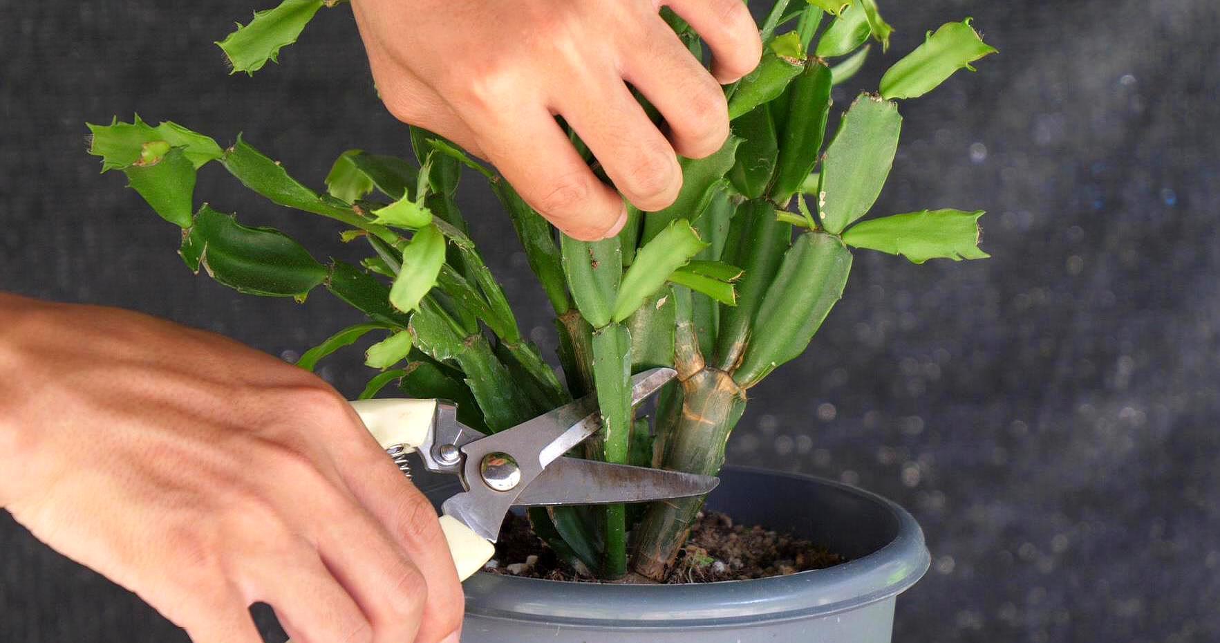 一个叶片，扦插蟹爪兰，一晾一晒，大白根7天冒出来